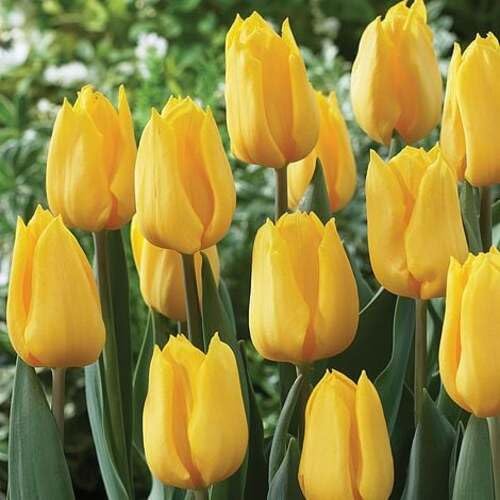 Yellow Tulip Flower Seeds Heirloom Non-GMO High Germination Organic Garden Seeds