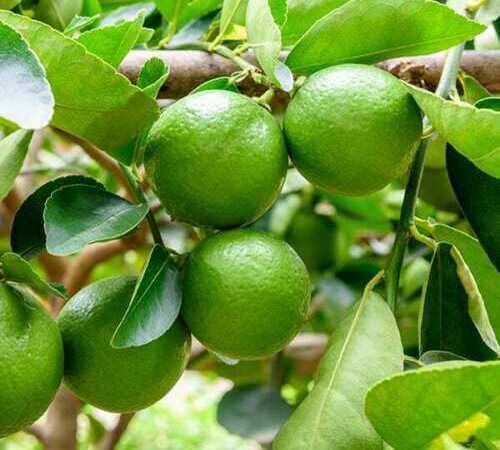 Green Lemon Seeds – Heirloom, Non-GMO, High Germination Organic Garden Seeds