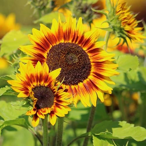Yellow Red Sunflower Flower Seeds Heirloom Non-GMO High Germination Organic Garden Seeds