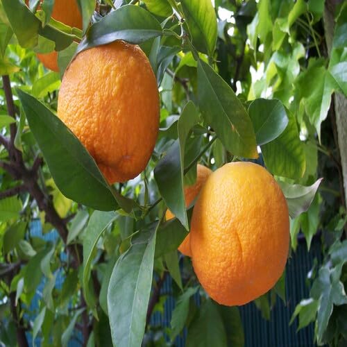 Orange Aurantium Seeds Heirloom Non-GMO High Germination Organic Garden Seeds for Planting