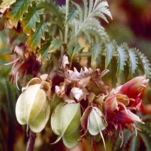 White Melianthus Comosus Flower Seeds Heirloom Non-GMO High Germination Organic Garden Seeds