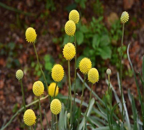 Yellow Craspedia Flower Seeds – Heirloom, Non-GMO, High Germination Organic Garden Seeds