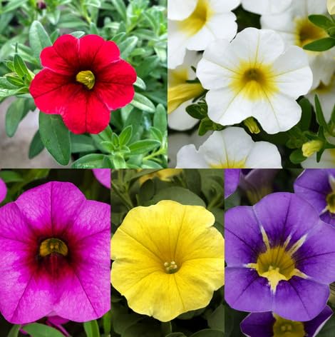 Pieces Mixed Calibrachoa Flower Seeds – Heirloom, Non-GMO, High Germination Organic Garden Seeds for Planting