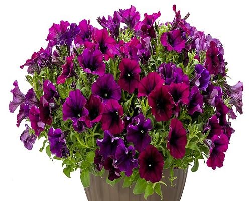 Petunia Flower Seeds Pink – Heirloom Non-GMO High Germination Organic Garden Seeds for Planting