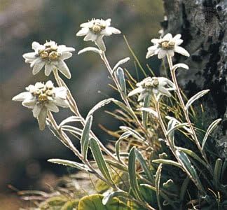 alpinum flower flower seeds