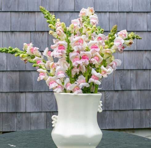 White Pink Snapdragon Flower Seeds Heirloom Non-GMO High Germination Organic Garden Seeds for Planting