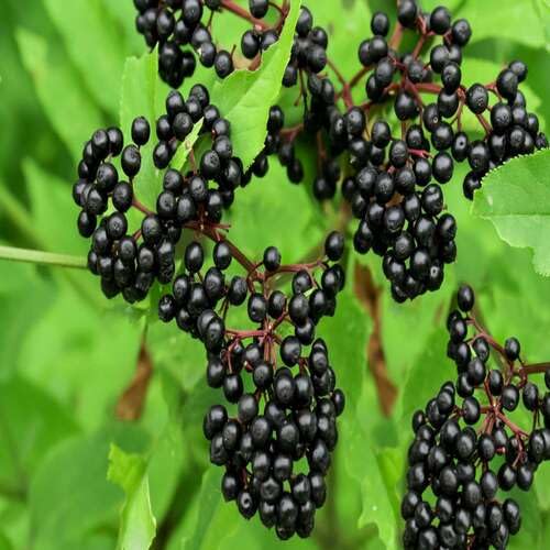 Black Elderberry Seeds for Planting – Heirloom Non-GMO High Germination Organic Garden Seeds for Juices, Syrups &amp; Herbal Use