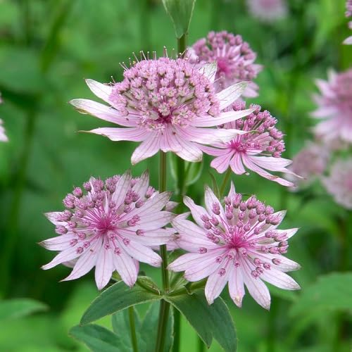 pink astrantia flower seeds