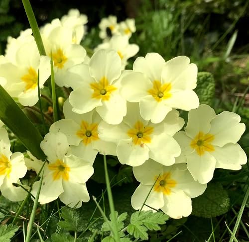 Primrose Flower Seeds – Heirloom, Non-GMO, High Germination Organic Garden Seeds for Planting