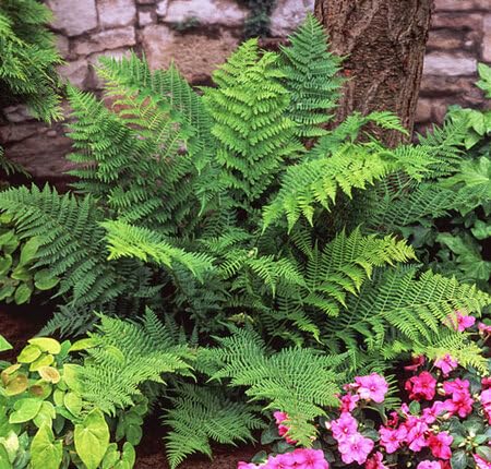 green fern flower seeds