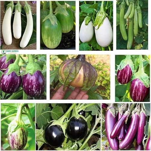 Mixed Eggplant Seeds – Heirloom, Non-GMO, High Germination Organic Garden Seeds Planting