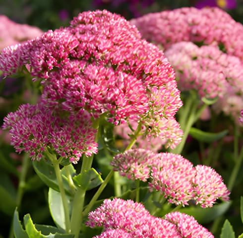 Pink Sedum Flower Seeds for Planting – Heirloom, Non-GMO, High Germination Organic Garden Seeds