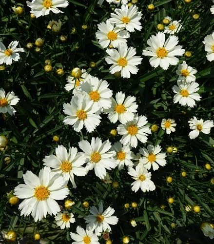 white coreopsis flower heirloom non-gmo seeds