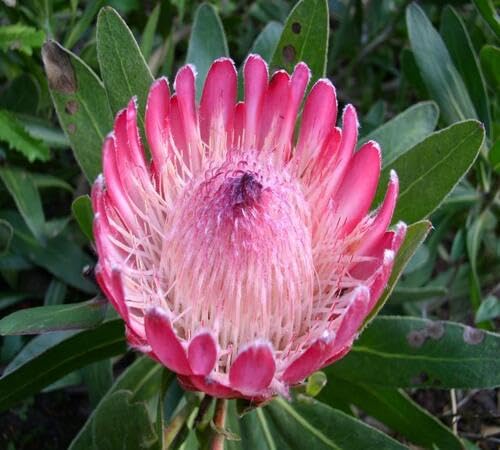 Pink Protea Flower Seeds for Planting – Heirloom Non-GMO High Germination Organic Garden Seeds