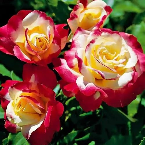 Rugosa Rose Seeds Red Cream for Planting – Heirloom, Non-GMO, High Germination Organic Garden Seeds