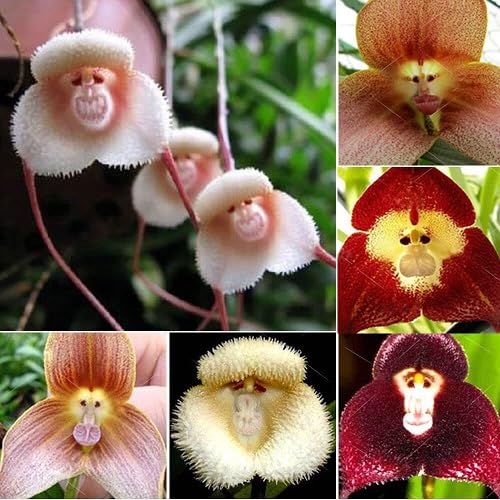 Mixed Orchid Monkey Face Flower Seeds – Heirloom, Non-GMO, High Germination Seeds