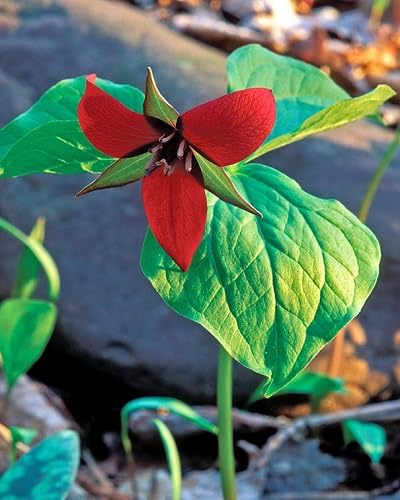 Trillium Flower Seeds Heirloom Non-GMO High Germination Organic Garden Seeds for Planting