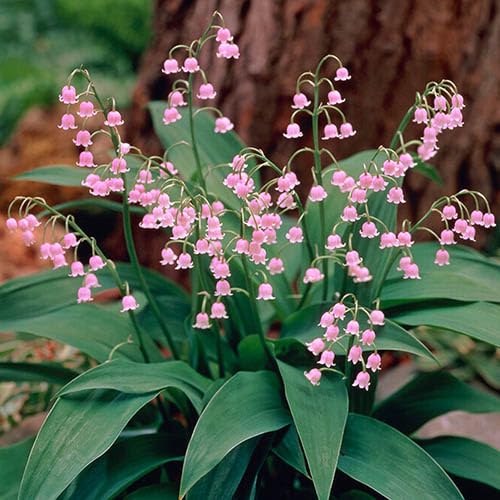Pink Lily of the Valley Flower Seeds – Seeds for Planting, Heirloom, Non-GMO, High Germination Organic Garden Seeds
