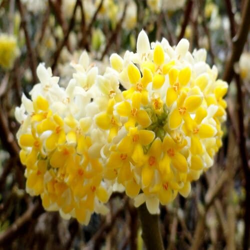 Yellow Edgeworthia Flower Seeds – Heirloom Non-GMO High Germination Organic Seeds