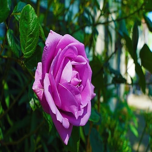 giantroseflowerpurpleheirloomnongmo flower seeds