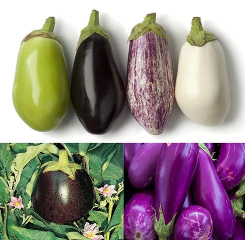 Mixed Eggplant Seeds – Heirloom, Non-GMO, High Germination Organic Garden Seeds Planting