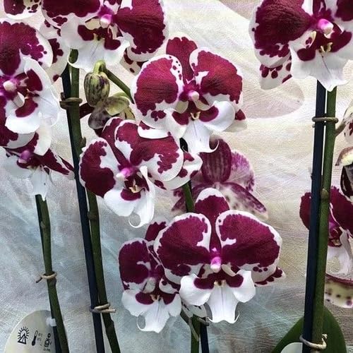 Phalaenopsis Orchid Flower Seeds for Planting – Heirloom, Non-GMO, High Germination Organic Garden Seeds