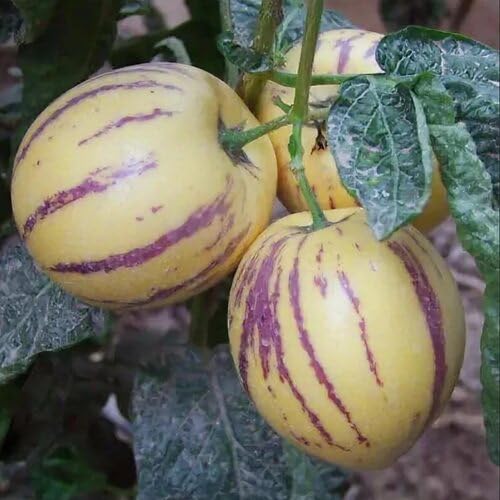 Pink Ginseng Melon Seeds – Heirloom, Non-GMO, High Germination Organic Garden Seeds
