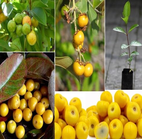 Yellow Crassifolia Seeds – Heirloom, Non-GMO, High Germination Organic Garden Seeds