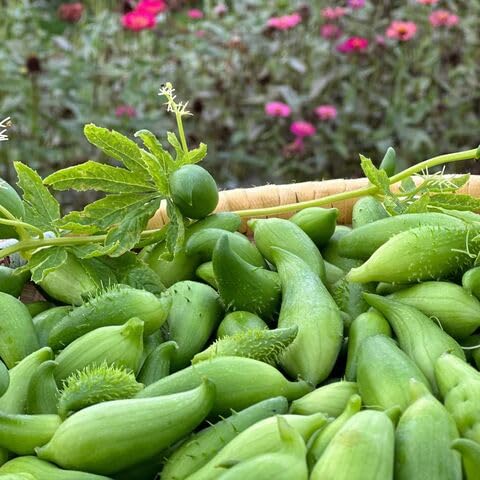 caigua heirloom non-gmo seeds