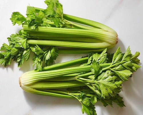 Celery Seeds – Heirloom, Non-GMO, High Germination Organic Garden Seeds Planting
