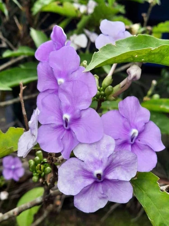 Brunfelsia Flower Seeds Purple – Heirloom, Non-GMO, High Germination, Organic Garden Seeds