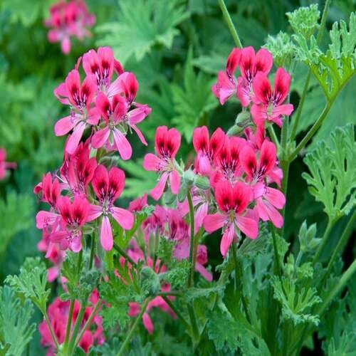 Pink Rose Geranium Pelargonium Flower Seeds for Planting – Heirloom Non-GMO High Germination Organic Garden Seeds