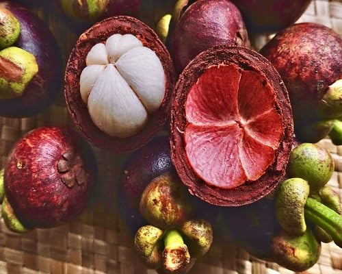 Mangosteen Seeds Red – Heirloom, Non-GMO, High Germination Organic Garden Seeds