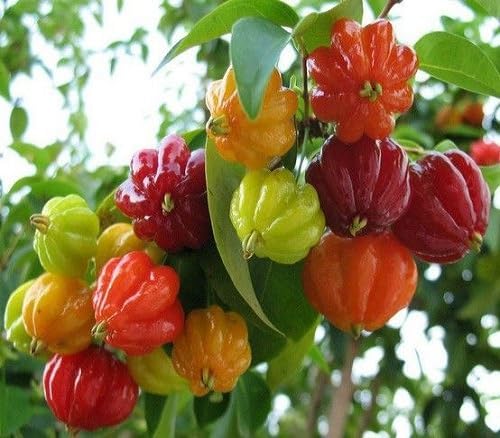 Mixed Surinam Cherry Seeds – Heirloom, Non-GMO, High Germination Organic Garden