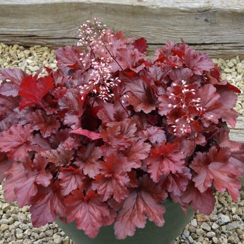 heucheraredheirloomnongmo flower seeds