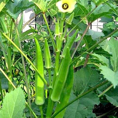 Semillas de Okra Verde – Variedad tradicional, sin transgénicos, alta germinación para jardín orgánico