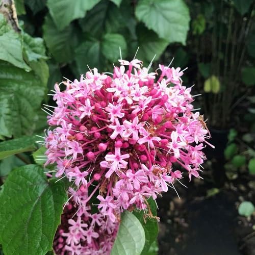 Pink Clerodendrum Bungei Flower Seeds Heirloom Non-GMO High Germination Organic Garden Seeds for Planting
