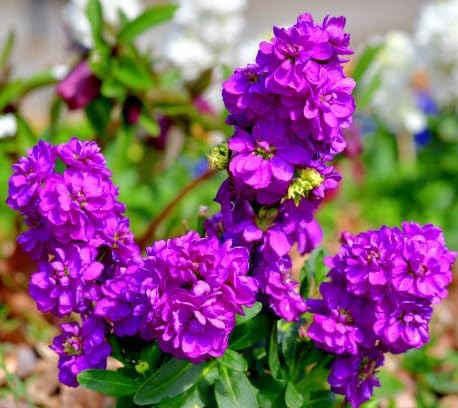 pink matthiola flower heirloom non-gmo seeds