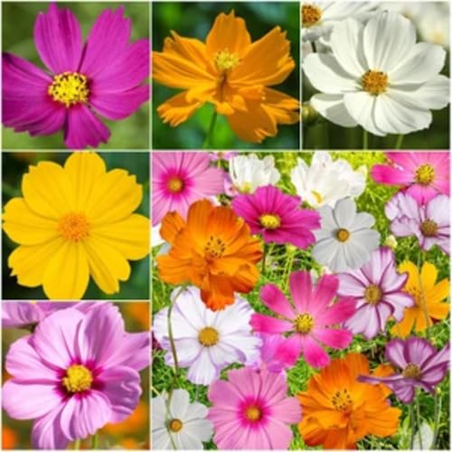 Cosmos Flower Seeds Mixed – Heirloom, Non-GMO, High Germination Seeds