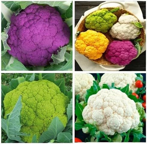 Mixed Cauliflower Seeds – Heirloom, Non-GMO, High Germination Organic Garden Seeds Planting