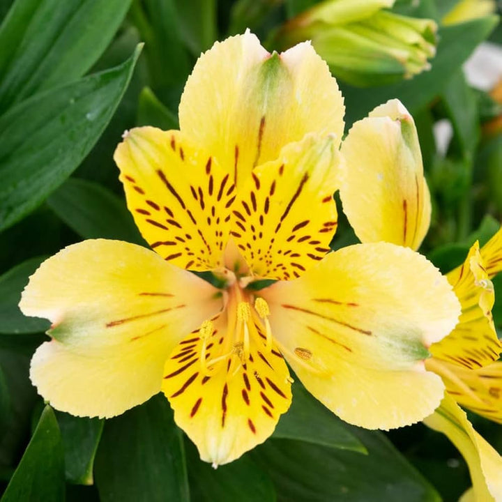 Yellow Alstroemeria Seeds for Planting – Heirloom Non-GMO High Germination Organic Garden Seeds