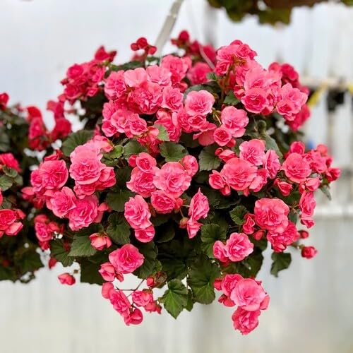 Pink Hanging Begonia Flower Seeds – Heirloom, Non-GMO High Germination Seeds for Planting | Organic Garden Seeds