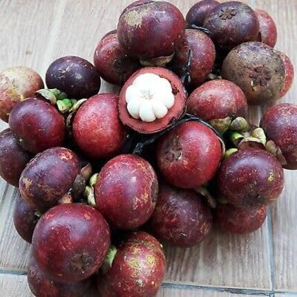 Maroon Mangosteen Seeds – Heirloom, Non-GMO, High Germination Organic Garden Seeds