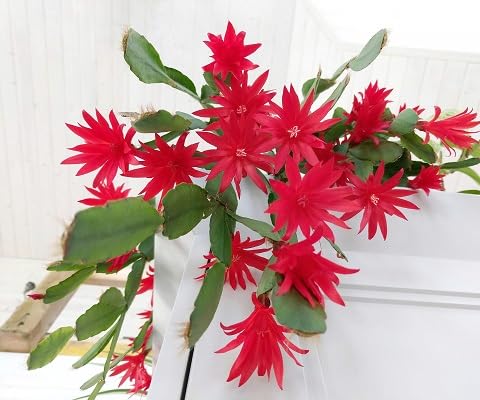 Red Rhipsalidopsis Gaertneri Flower Seeds for Planting – Heirloom Non-GMO High Germination Organic Garden Seeds