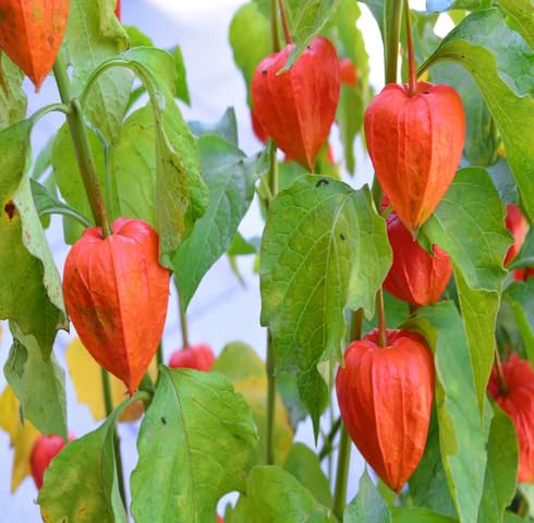 green physalis flower seeds