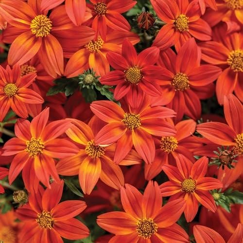 Red Bidens Flower Seeds Heirloom Non-GMO High Germination Organic Garden Seeds for Planting