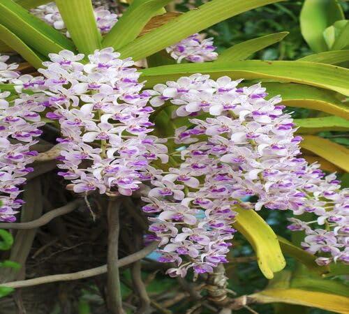 Rhynchostylis Flower Seeds for Planting – Heirloom Non-GMO High Germination Organic Garden Seeds