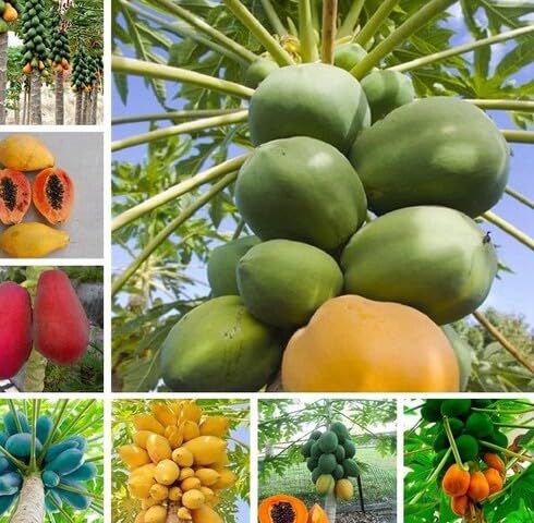 Mixed Papaya Seeds Heirloom Non-GMO High Germination Organic Garden Seeds for Planting