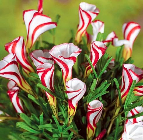 red white flower seeds