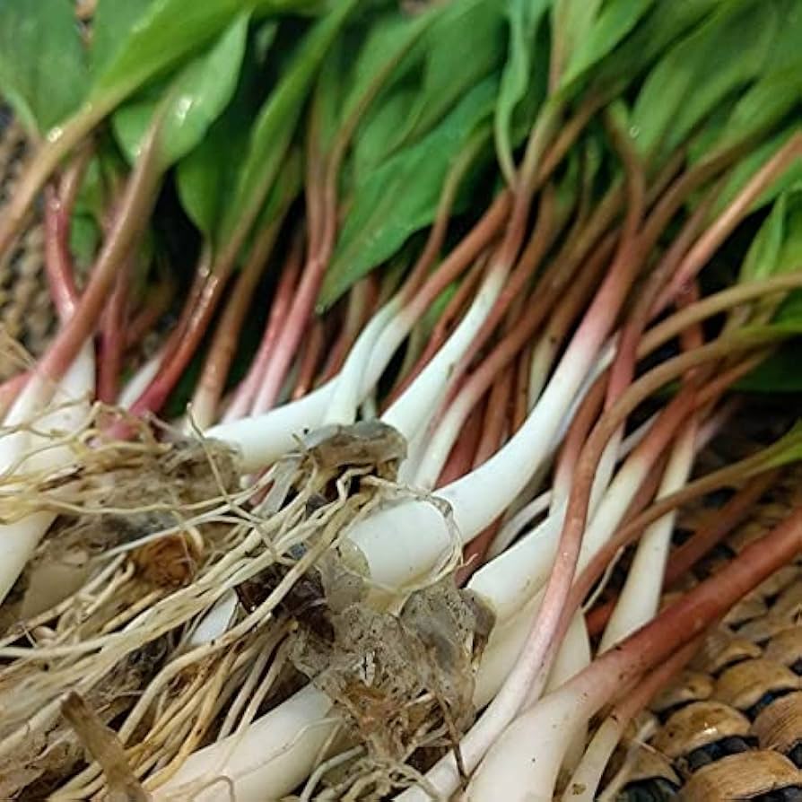 wild leek flower seeds